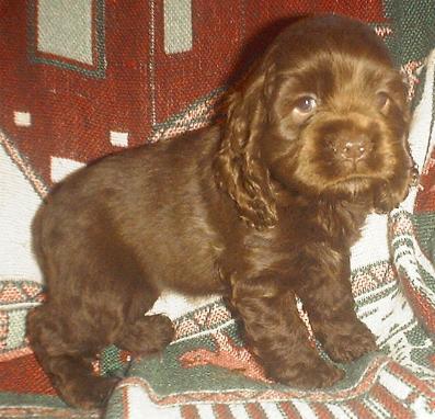 Chocolate Male