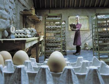 Counting Eggs