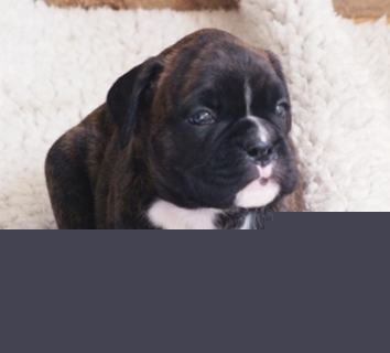 Angus - male puppy at 30 days old