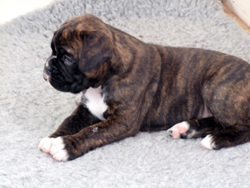 Angus - male puppy at 30 days old