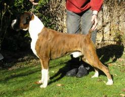Baxter at 3.5 years