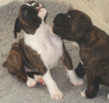 Izzy - female puppy at 30 days old
