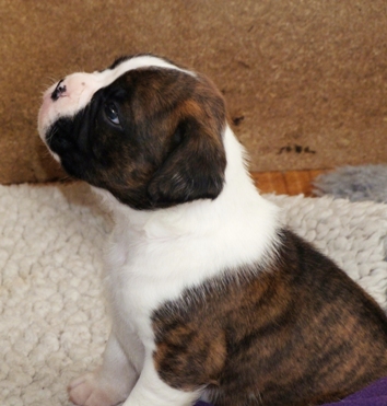 Jack - male puppy at 30 days old