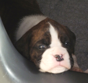 Jack - male puppy at 30 days old