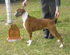 Rana at 19 months completing her title, winning BOB and the Val Tourelle Memorial Trophy as well as JOG