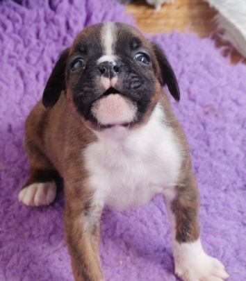 Rhett - male puppy at 30 days old