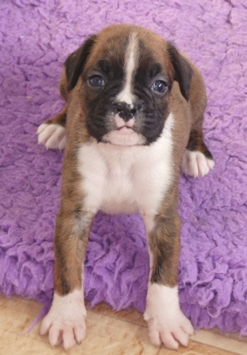 Rhett - male puppy at 30 days old