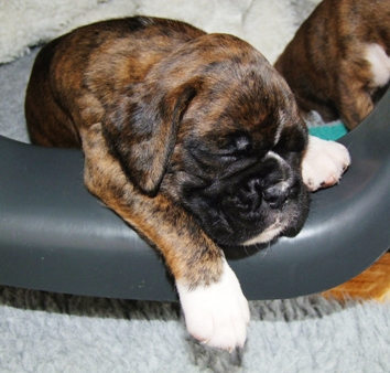 Stella - female puppy at 30 days old