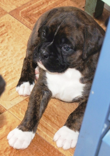 Stella - female puppy at 30 days old
