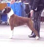 Baxter at 2.5 years