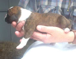 Baxter at 3 days