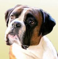 Baxter at 7 months winning Puppy In Show at SIBC