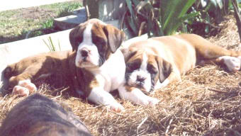 Rana and sister Phoenix at 8 weeks