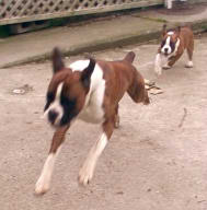Rana at 3 months chasing big brother Baxter