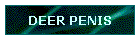 DEER PENIS