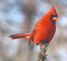 Cardinal