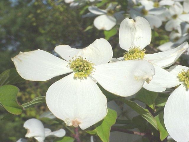 dogwood 
