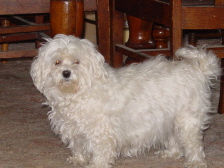 Maltese