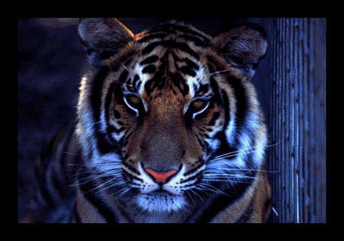 tigerpic