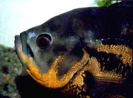 Aocella2.jpg (26297 bytes)
