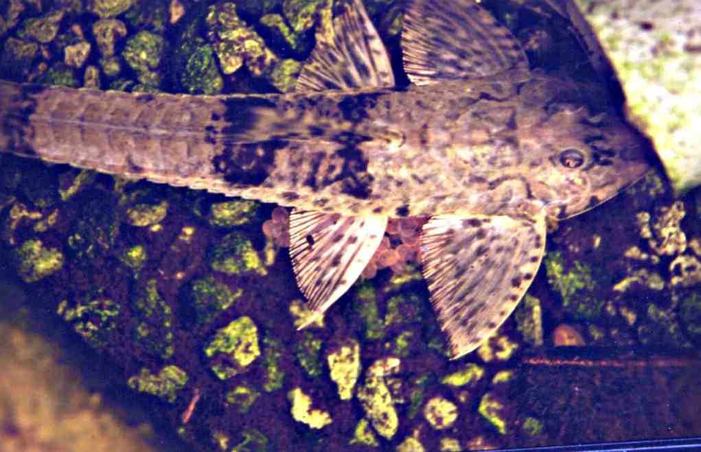 Rineloricaria5.jpg (55130 bytes)