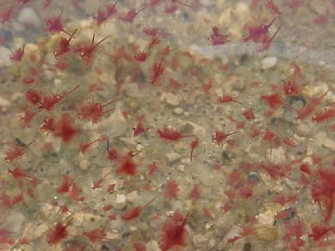 artemia7.jpg (22491 bytes)