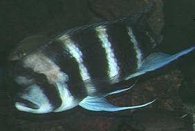 cypho3a.jpg (7137 bytes)