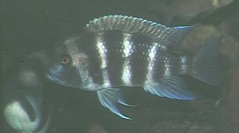 cypho4a.jpg (7893 bytes)