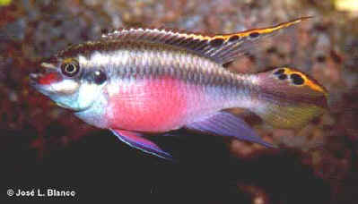 kribensis