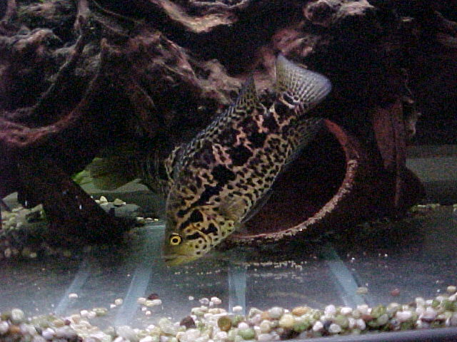 managuense313.JPG (79745 bytes)