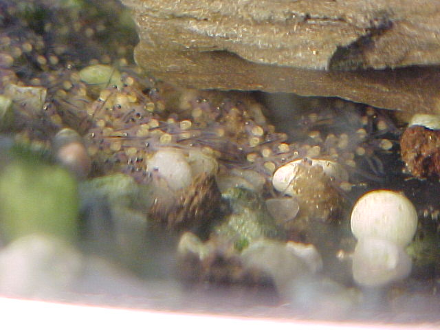 managuense58.JPG (53667 bytes)