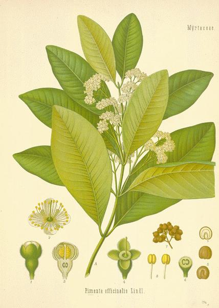 Allspice