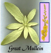 mullein