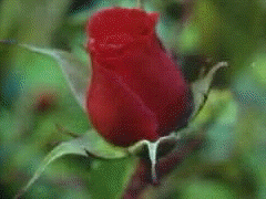 RoseBloom.gif (32121 bytes)