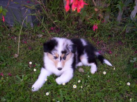 The evil but undeniably cute fluff ball.