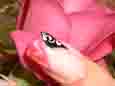 Nail Example 9 (small)