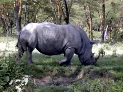 Rhino in Profile