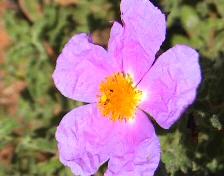 Mt. Zeus flora, s.sp. Cistus Creticus, June 19th