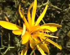 Mt. Zeus flora, 19th of June