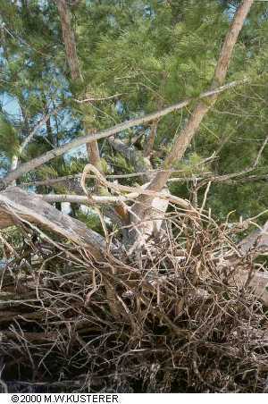 driftwood
