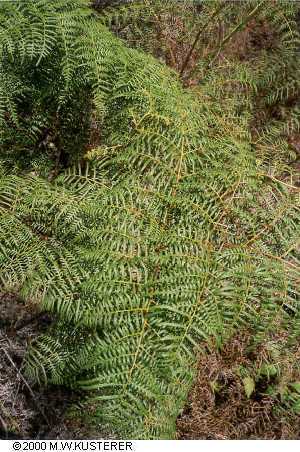 ferns