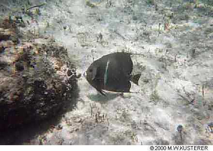 fatfish