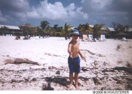 dbeachweed