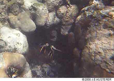 reeflobster