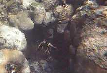 reeflobster