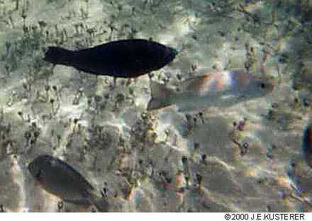 indigofish