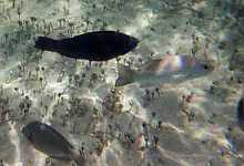 indigofish