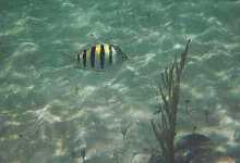 yellowblackstripe