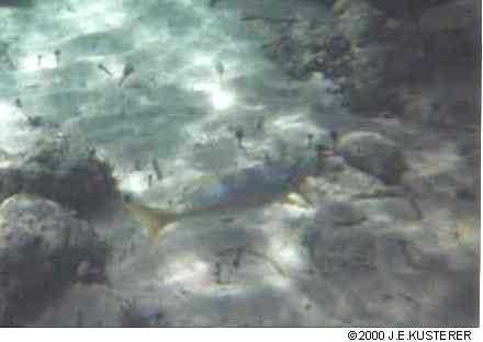 yellowtail