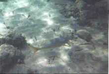 yellowtail